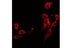 ABIN6275898 staining 293 by IF/ICC. (GPC5 anticorps  (Internal Region))