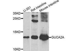 Western blot analysis of extracts of various cell lines, using GUCA2A antibody. (GUCA2A anticorps)