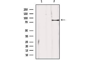 Western blot analysis of extracts from mouse brain, using ZBTB17 Antibody.
