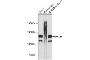 Immunoprecipitation analysis of 200 μg extracts of MCF7 cells using 3 μg DHX36 antibody (ABIN1679525, ABIN3019388, ABIN3019389 and ABIN6220867).