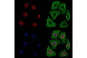 ABIN6256820 and ABIN6277498 staining Hela cells by IF/ICC. (NONO anticorps  (C-Term))