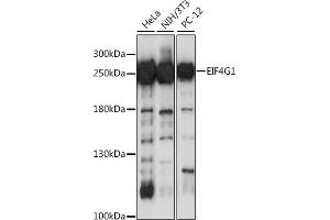 Western blot analysis of extracts of various cell lines, using EIF4G antibody (ABIN1512859, ABIN3021135 and ABIN3021136) at 1:1000 dilution. (EIF4G1 anticorps)
