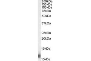 ABIN184825 (0. (RPS27 anticorps  (N-Term))