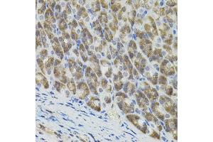 Immunohistochemistry of paraffin-embedded mouse stomach using MARVELD2 antibody. (Tricellulin anticorps)