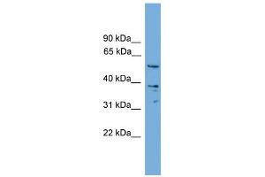 WB Suggested Anti-Aip Antibody Titration:  0. (AIP anticorps  (Middle Region))