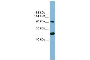 MAP7D1 antibody used at 1 ug/ml to detect target protein.