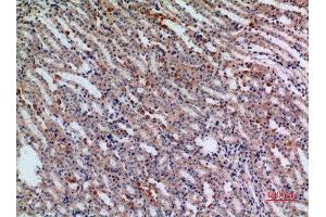 Immunohistochemistry (IHC) analysis of paraffin-embedded Mouse Kidney, antibody was diluted at 1:100. (JAG1 anticorps  (Internal Region))