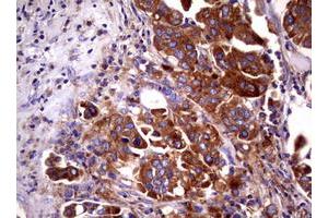 Image no. 2 for anti-Wingless-Type MMTV Integration Site Family, Member 3 (WNT3) (AA 128-355) antibody (ABIN1490901)