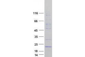 Growth Arrest and DNA-Damage-Inducible, gamma (GADD45G) protein (Myc-DYKDDDDK Tag)