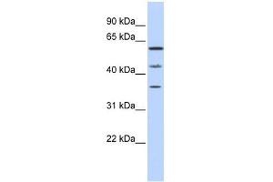 PHF23 antibody used at 0. (PHF23 anticorps  (N-Term))