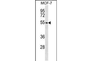 Western blot analysis in MCF-7 cell line lysates (35ug/lane). (ARMCX1 anticorps  (AA 239-268))