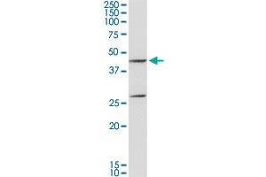 GOT1 MaxPab rabbit polyclonal antibody.