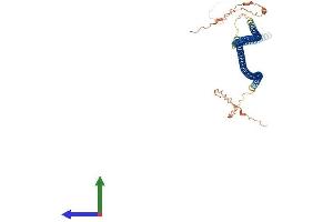AlphaFold protein structure predicition of Mouse Recombinant Krt81 Protein, UniprotID Q9ERE2