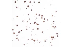 Immunocytochemistry (ICC) image for anti-H2A Histone Family, Member X (H2AFX) (AA 93-143) antibody (ABIN7449530)