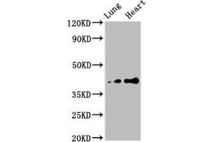 Western Blot Positive WB detected in: Rat lung tissue, Rat heart tissue All lanes: TUSC3 antibody at 4. (TUSC3 anticorps  (AA 42-196))