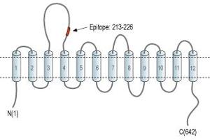 Representative domain view of the target of ABIN7043737.