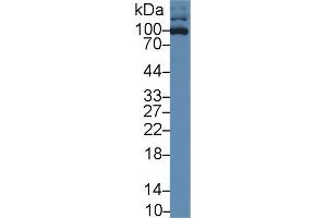 Western blot analysis of Human HL60 cell lysate, using Rabbit Anti-Human ICAM3 Antibody (1 µg/ml) and HRP-conjugated Goat Anti-Rabbit antibody (abx400043, 0. (ICAM-3/CD50 anticorps  (AA 46-197))