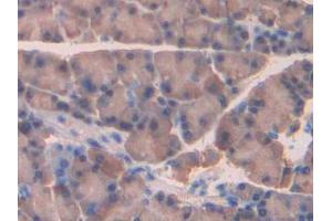 DAB staining on IHC-P; Samples: Rat Pancreas Tissue (NRP2 anticorps  (AA 652-858))