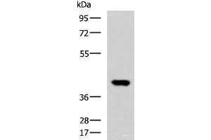 Western blot analysis of Human heart tissue lysate using FOXI1 Polyclonal Antibody at dilution of 1:800 (FOXI1 anticorps)