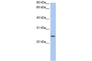 Neurensin 2 antibody used at 1 ug/ml to detect target protein. (NRSN2 anticorps  (Middle Region))