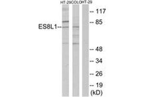 Western blot analysis of extracts from COLO205/HT-29 cells, using ES8L1 Antibody. (EPS8-Like 1 anticorps  (AA 411-460))