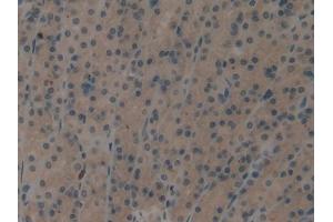 DAB staining on IHC-P; Samples: Rat Stomach Tissue (EIF2AK2 anticorps  (AA 279-506))