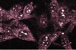 Immunofluorescence staining of RSV-3T3 cells. (TAO Kinase 2 anticorps  (AA 352-550))