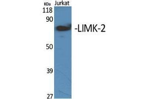 Western Blot (WB) analysis of specific cells using LIMK-2 Polyclonal Antibody. (LIMK2 anticorps  (Internal Region))