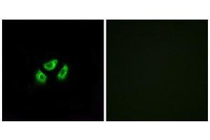 Immunofluorescence (IF) image for anti-Sodium Channel, Voltage-Gated, Type VII, alpha Subunit (SCN7A) (Internal Region) antibody (ABIN1852176)