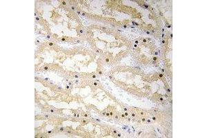 Immunohistochemical analysis of Ciao 1 staining in human kidney formalin fixed paraffin embedded tissue section. (CIAO1 anticorps)