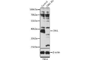 Western blot analysis of extracts from normal (control) and CRKL knockout (KO) HeLa cells, using CRKL antibody (ABIN6130136, ABIN6139050, ABIN6139051 and ABIN7101381) at 1:3000 dilution.