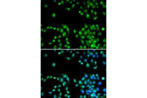 Immunofluorescence (IF) image for anti-Polymerase (RNA) II (DNA Directed) Polypeptide L, 7.6kDa (POLR2L) antibody (ABIN1874190) (POLR2L anticorps)
