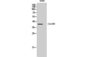 Western Blotting (WB) image for anti-Transmembrane Protein 30B (TMEM30B) (Internal Region) antibody (ABIN3183821)