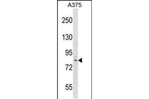 Western blot analysis in A375 cell line lysates (35ug/lane). (DEF6 anticorps  (C-Term))