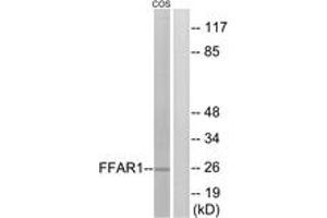 Western blot analysis of extracts from COS7 cells, treated with forskolin 40nM 30', using FFAR1 Antibody. (FFAR1 anticorps  (AA 185-234))