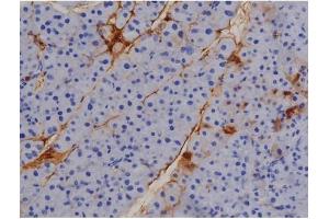 ABIN6267509 at 1/200 staining Mouse pancreas tissue sections by IHC-P. (STAT1 anticorps  (pTyr701))