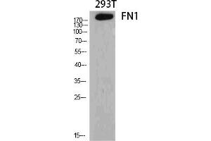 Western Blot analysis of various cells using FN1 Polyclonal Antibody diluted at 1:2000.