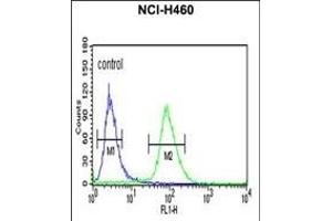 IDH3G Antibody (C-term) (ABIN653754 and ABIN2843054) flow cytometric analysis of NCI- cells (right histogram) compared to a negative control cell (left histogram). (IDH3G anticorps  (C-Term))