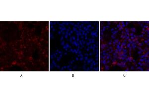 Immunofluorescence analysis of rat lung tissue. (Calnexin anticorps)