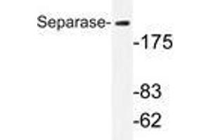 Western blot analysis of Separase antibody (9AP20283PU-N) in extracts from 293 cells. (Separase anticorps)