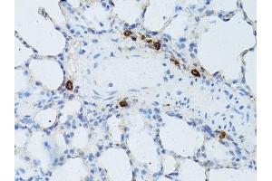 Immunohistochemistry of paraffin-embedded rat lung using TEFM antibody. (TEFM anticorps  (AA 36-210))