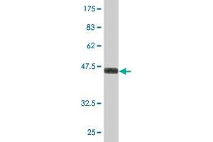 Western Blot detection against Immunogen (36.