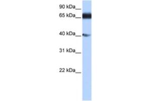 Western Blotting (WB) image for anti-Zinc Finger Protein 879 (ZNF879) antibody (ABIN2463463) (ZNF879 anticorps)