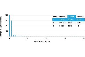 Protein Array (PAr) image for anti-Protein Phosphatase 1, Regulatory (Inhibitor) Subunit 1B (PPP1R1B) antibody (ABIN7455991) (DARPP32 anticorps)