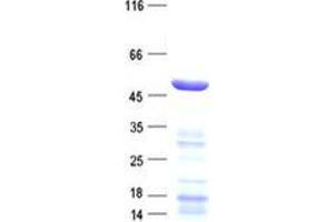Validation with Western Blot