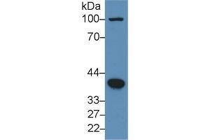 Rabbit Detection antibody from the kit in WB with Positive Control: Human hela cell lysate. (BMP2 Kit CLIA)