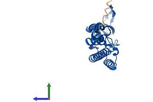 AlphaFold protein structure predicition of Human Recombinant GINS2 Protein, UniprotID Q9Y248