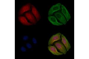 ABIN6255262 and ABIN6267292 staining Hela cells(4h of LPS treatment) by IF/ICC.