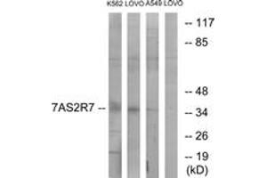 Western blot analysis of extracts from K562/LOVO/A549 cells, using TAS2R7 Antibody. (TAS2R7 anticorps  (AA 47-96))