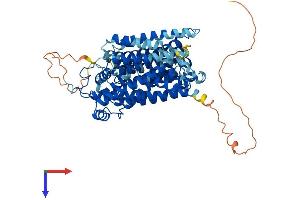 AlphaFold protein structure predicition of Mouse Recombinant Slc5a5 Protein, UniprotID Q99PN0